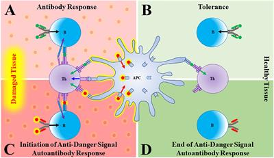 Transient autoantibodies to danger signals